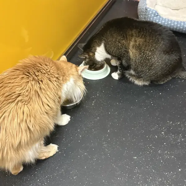 Comfortable cat during a boarding stay